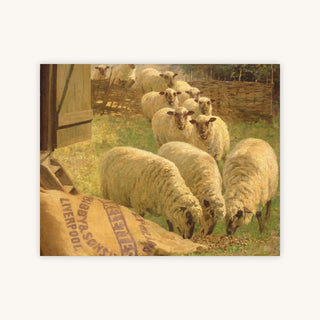 Sheep Feeding From an Upturned Grain Bag — Primary Image