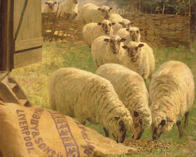 Sheep Feeding From an Upturned Grain Bag