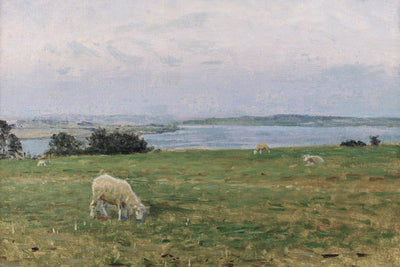 SHEEP GRAZING