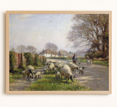 Sheep in Spring