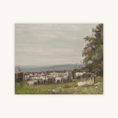 SHEEP SHEARING — Primary Image