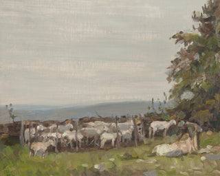 Sheep Shearing