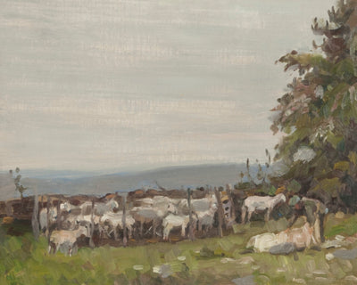 Sheep Shearing