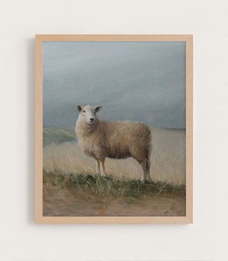 Sheep Study