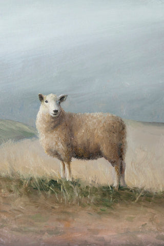 SHEEP STUDY