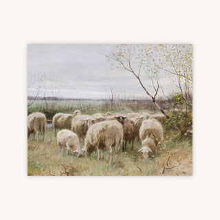 SHEEP — Primary Image