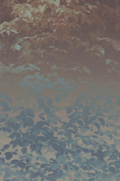 Silk Trees III