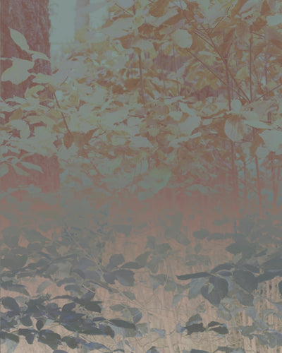 Silk Trees II