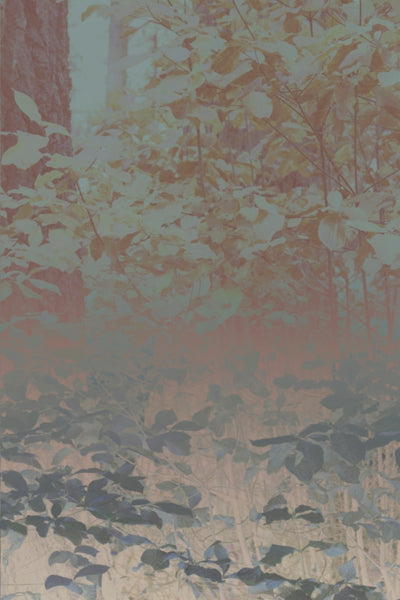 Silk Trees II