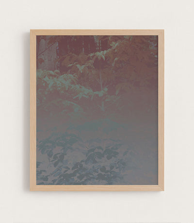 Silk Trees I