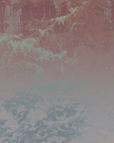 Silk Trees I