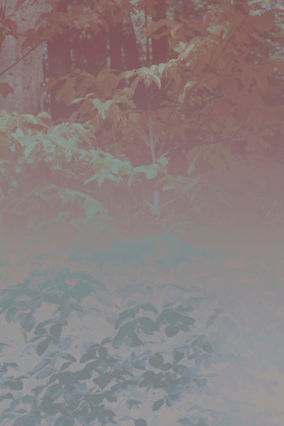 Silk Trees I