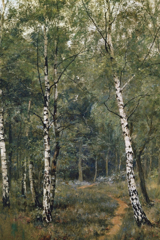 SILVER BIRCHES