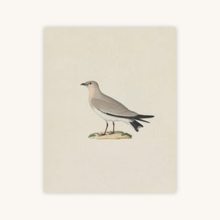 SMALL PRATINCOLE — Primary Image