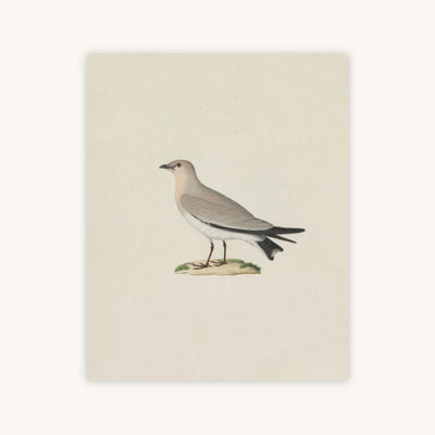 SMALL PRATINCOLE — Primary Image