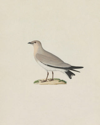 Small Pratincole