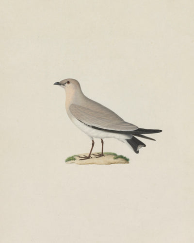 SMALL PRATINCOLE