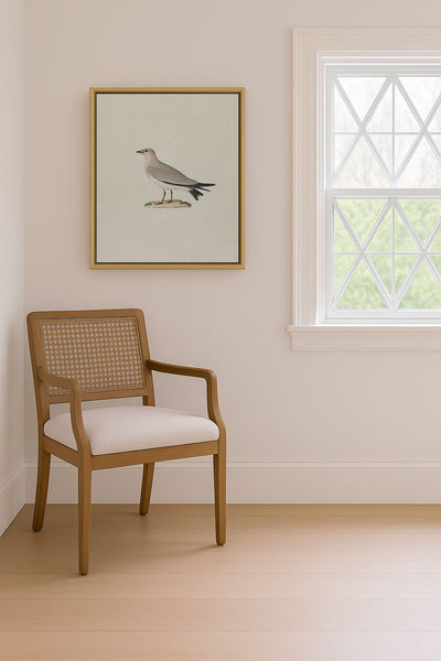 Small Pratincole