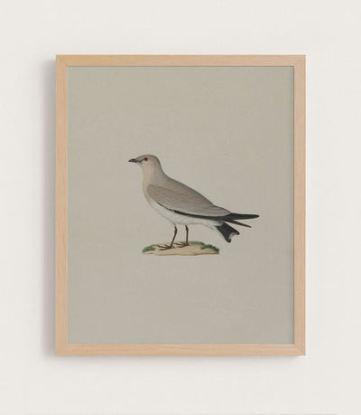 Small Pratincole
