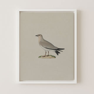 Small Pratincole