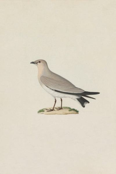 Small Pratincole