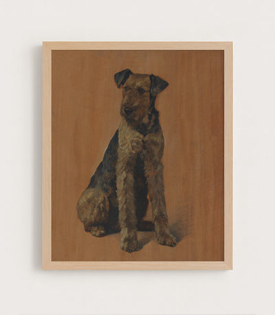 Snapps an Airedale Terrier