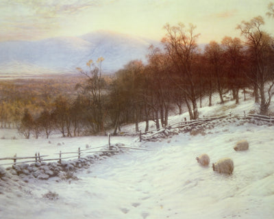 SNOW-COVERED FIELDS WITH SHEEP