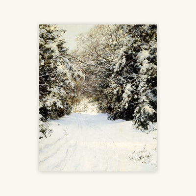 SNOW-LADEN TREES — Primary Image