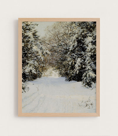 Snow-Laden Trees