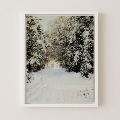 Snow-Laden Trees