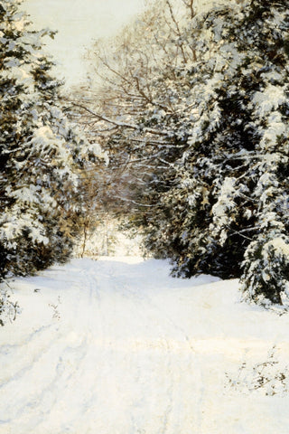 SNOW-LADEN TREES