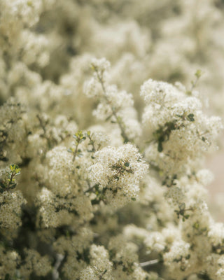 Soft Bloom