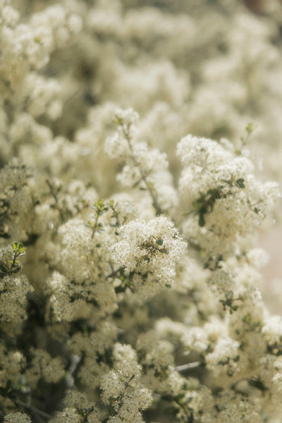 Soft Bloom