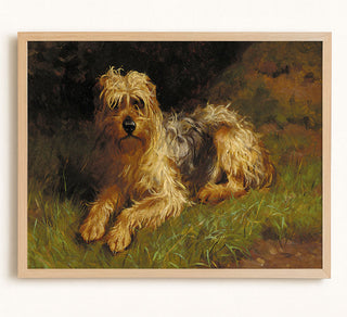 Soft Coated Wheaten Terrier