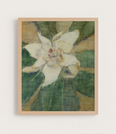 Southern Magnolia