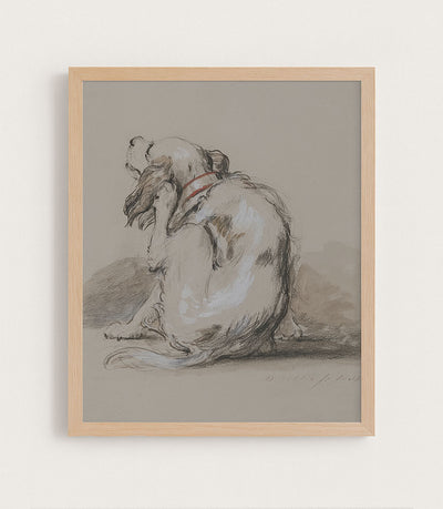 Spaniel