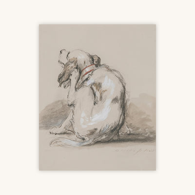 SPANIEL — Primary Image