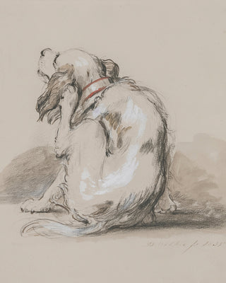 Spaniel