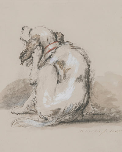 Spaniel