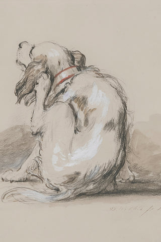 Spaniel