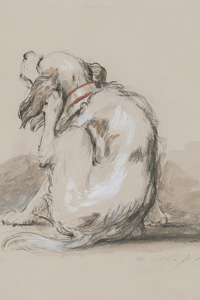 Spaniel