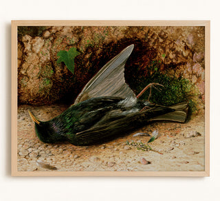 Starling