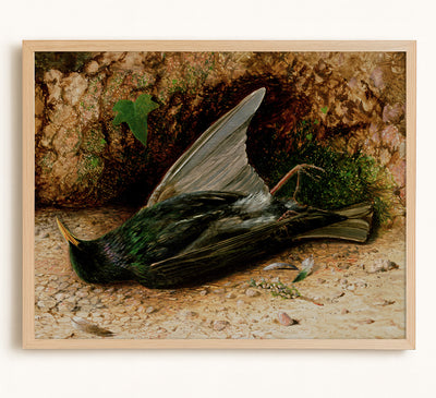 Starling