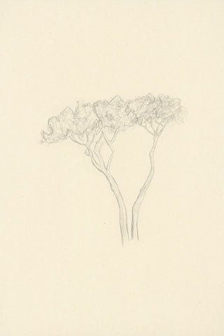 STONE PINES - Museum Quality Art