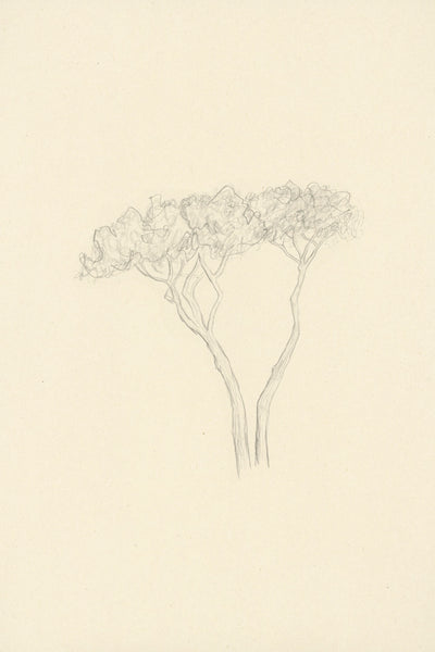 STONE PINES - Museum Quality Art
