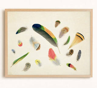 Studies of Feathers