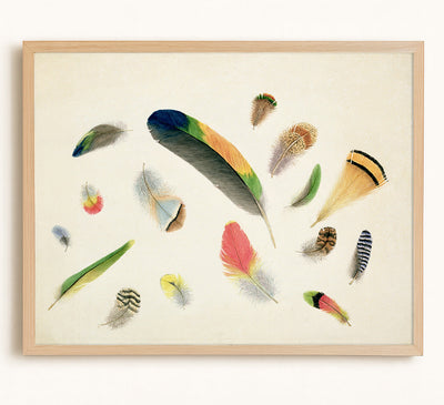 Studies of Feathers