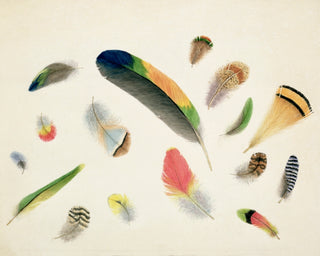 STUDIES OF FEATHERS