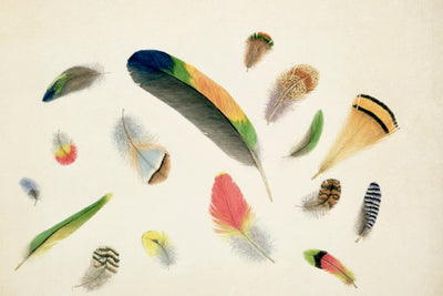 Studies of Feathers