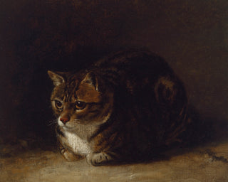 STUDY OF A CAT